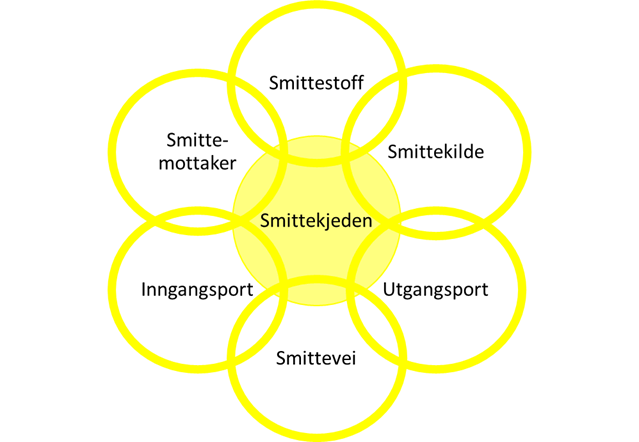 Illustrasjon av hvordan smittekilde, smittestoff, utgangsport, smittevei, inngangsport, og smittemottaker er en del av smittekjeden.