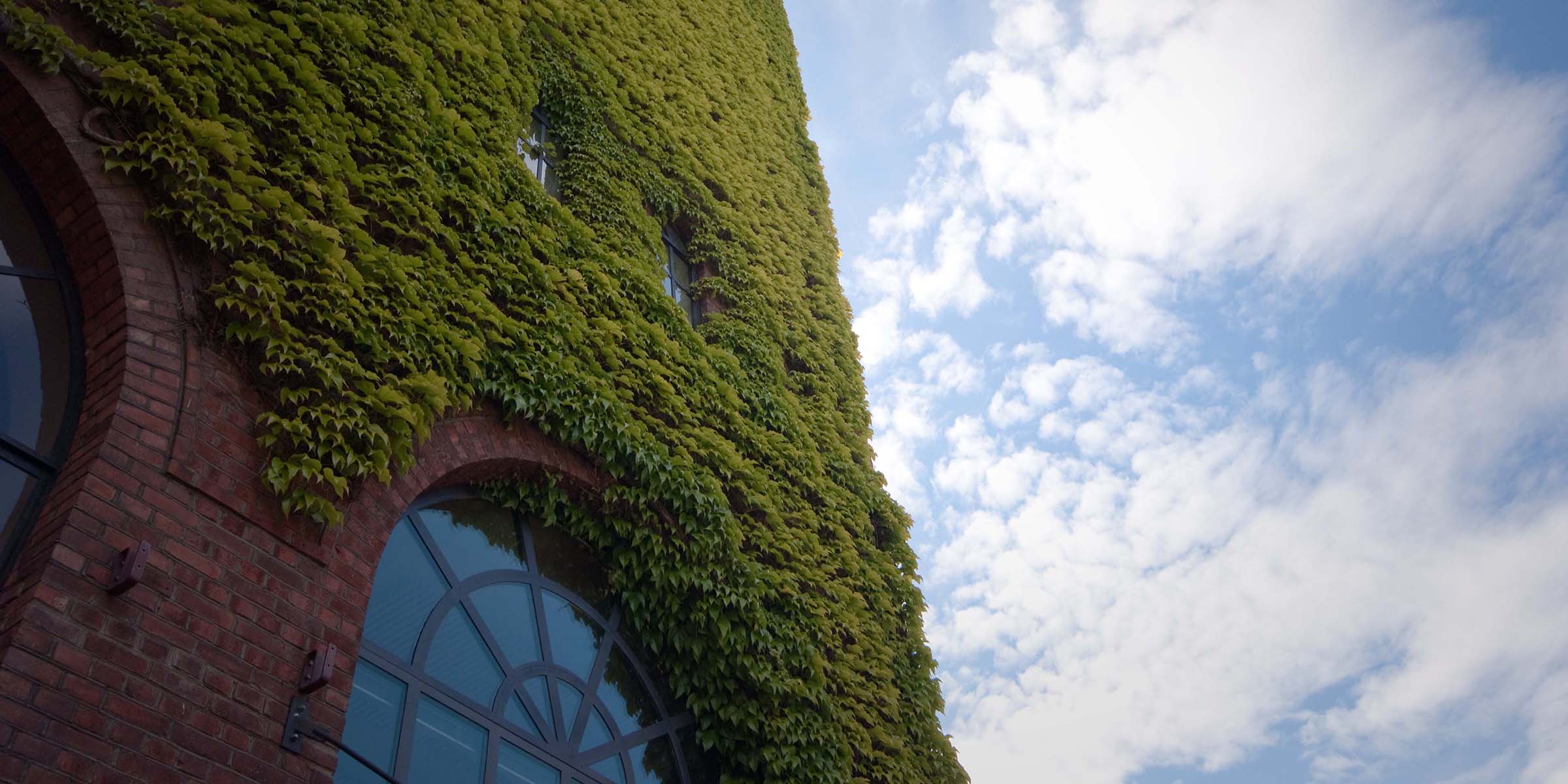 Image of parts of a brick building with green climbing plants, a window, and a sky with white clouds.