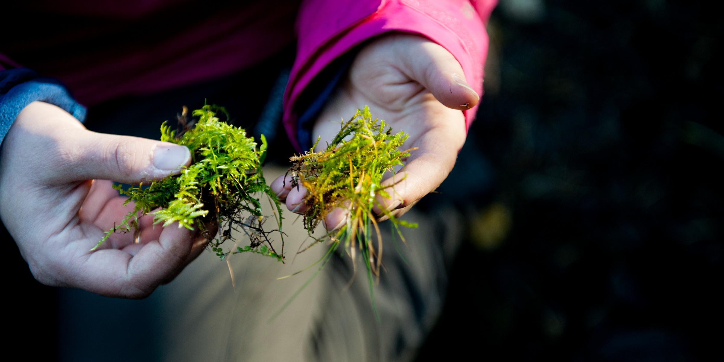 Foto av en voksenhånd og en barnehånd som holder i mose, sittende på kne ute.